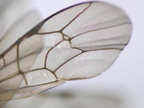 Réf. 189 103 : Hyposoter sp.